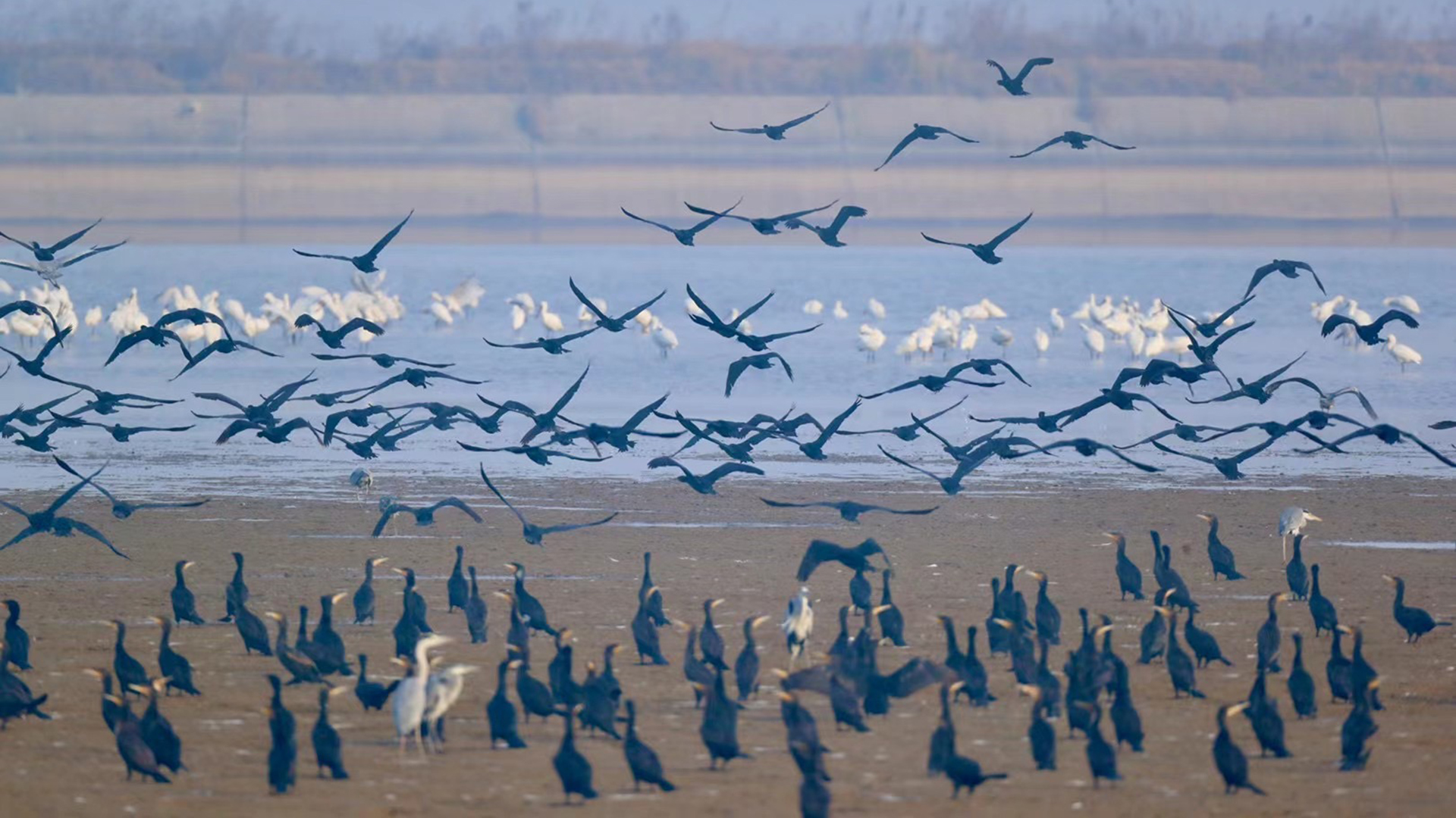 确定中国沿海湿地迁徙水鸟保护的优先地点和差距