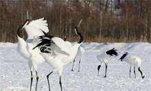 黄海湿地冬候鸟系列科普——丹顶鹤
