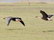 黄海湿地冬候鸟系列科普——鸿雁