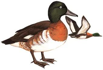 黄海湿地冬候鸟——青头潜鸭