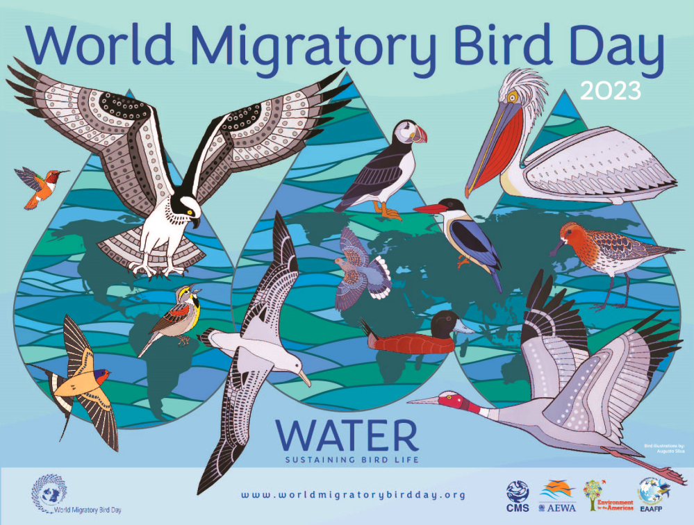 世界候鸟日 | 水：维持鸟类生命