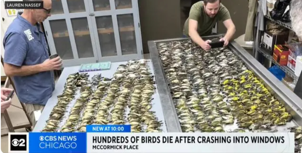 近千只鸟类集体撞向美国一栋大楼，原因竟是……